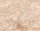 Trevera Marble